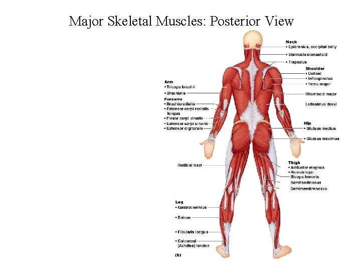 Major Skeletal Muscles: Posterior View 