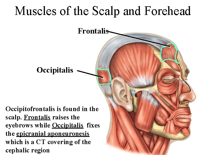 Muscles of the Scalp and Forehead Frontalis Occipitofrontalis is found in the scalp. Frontalis