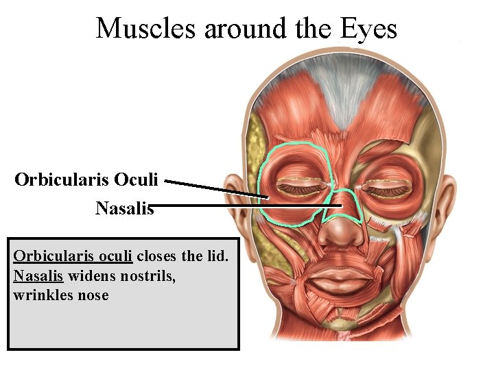 Muscles around the Eyes Orbicularis Oculi Nasalis Orbicularis oculi closes the lid. Nasalis widens