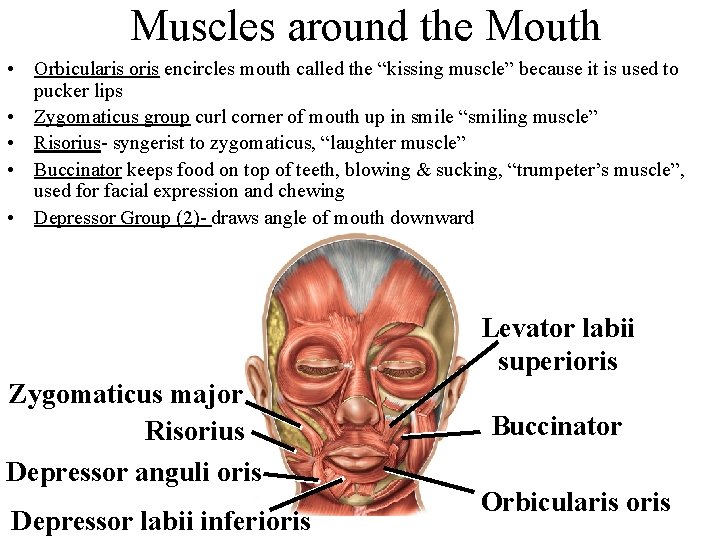 Muscles around the Mouth • Orbicularis oris encircles mouth called the “kissing muscle” because