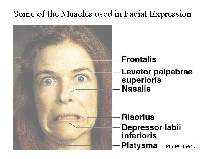 Some of the Muscles used in Facial Expression Tenses neck 