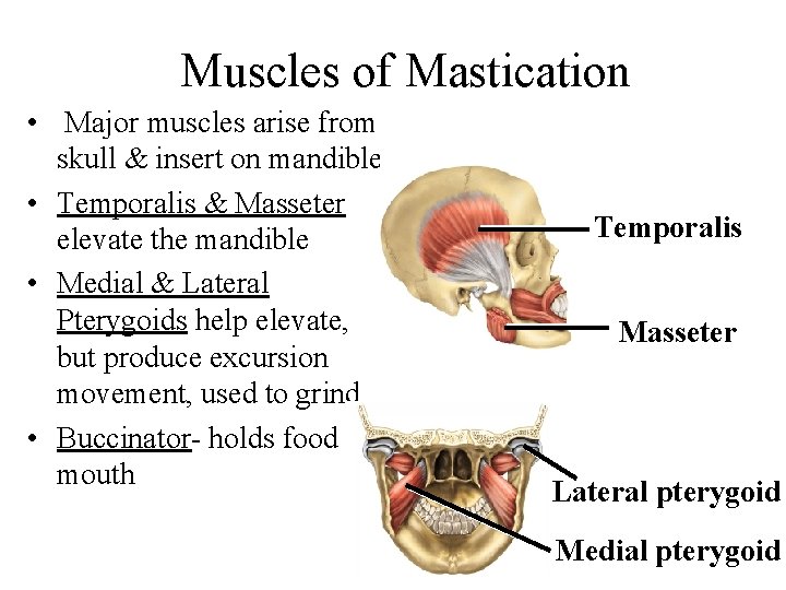 Muscles of Mastication • Major muscles arise from skull & insert on mandible •
