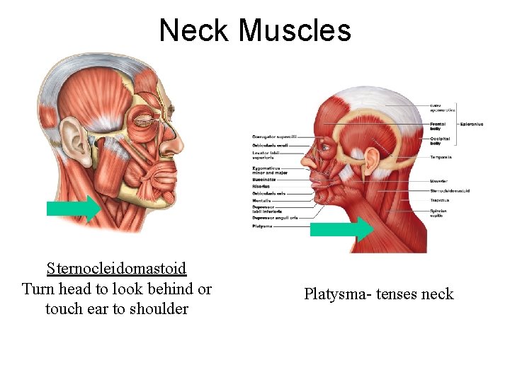 Neck Muscles Sternocleidomastoid Turn head to look behind or touch ear to shoulder Platysma-