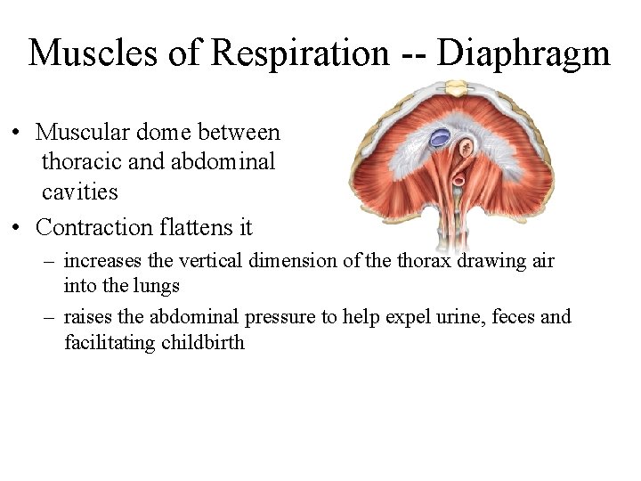 Muscles of Respiration -- Diaphragm • Muscular dome between thoracic and abdominal cavities •