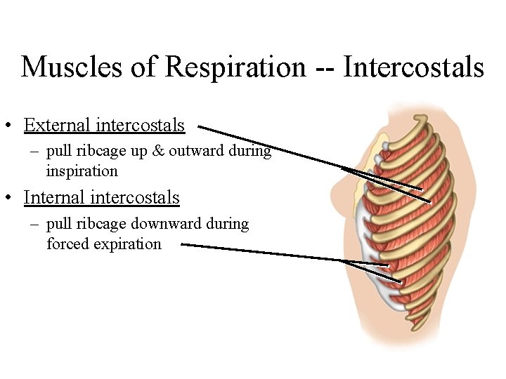 Muscles of Respiration -- Intercostals • External intercostals – pull ribcage up & outward