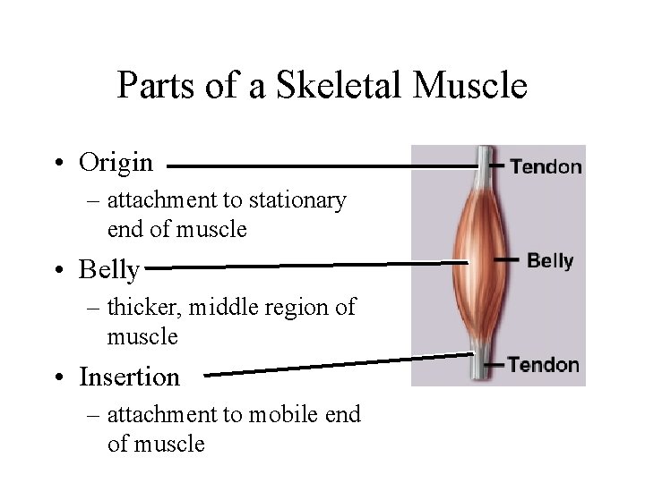 Parts of a Skeletal Muscle • Origin – attachment to stationary end of muscle