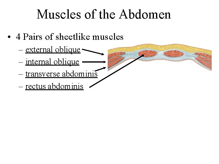 Muscles of the Abdomen • 4 Pairs of sheetlike muscles – external oblique –