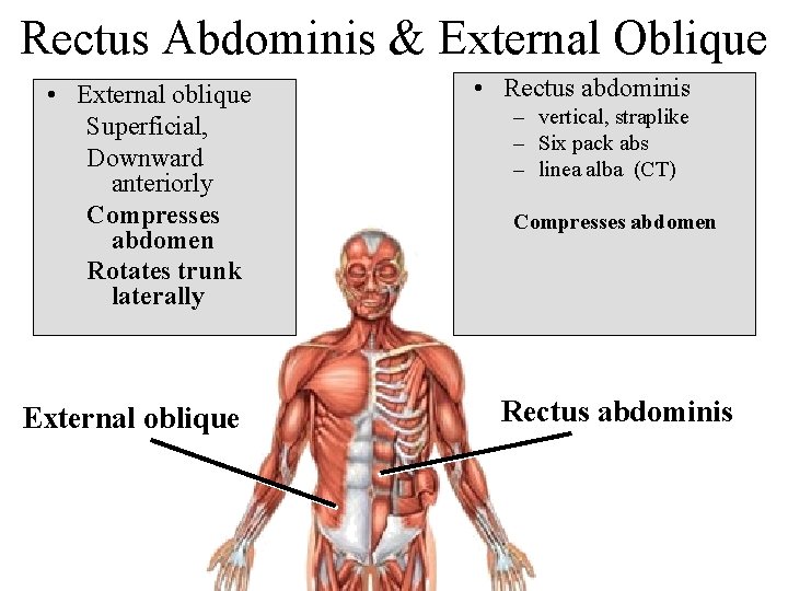 Rectus Abdominis & External Oblique • External oblique Superficial, Downward anteriorly Compresses abdomen Rotates
