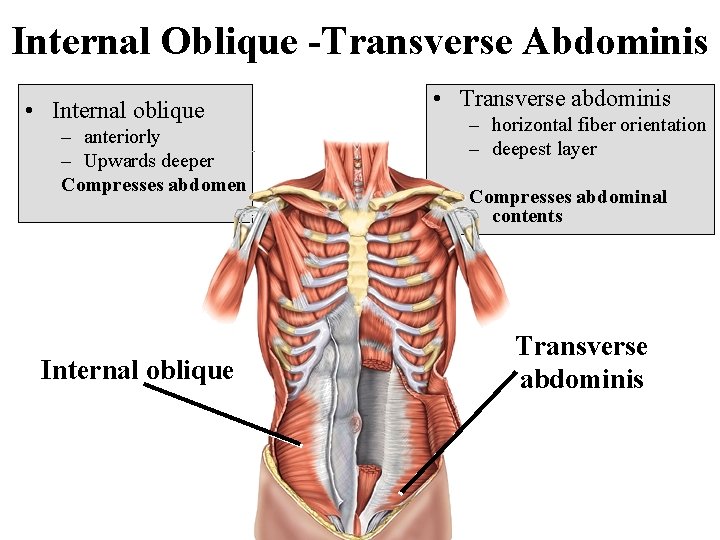 Internal Oblique -Transverse Abdominis • Internal oblique – anteriorly – Upwards deeper Compresses abdomen