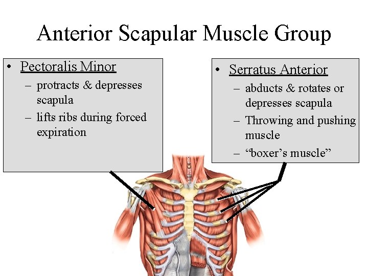 Anterior Scapular Muscle Group • Pectoralis Minor – protracts & depresses scapula – lifts