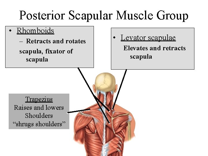 Posterior Scapular Muscle Group • Rhomboids – Retracts and rotates scapula, fixator of scapula