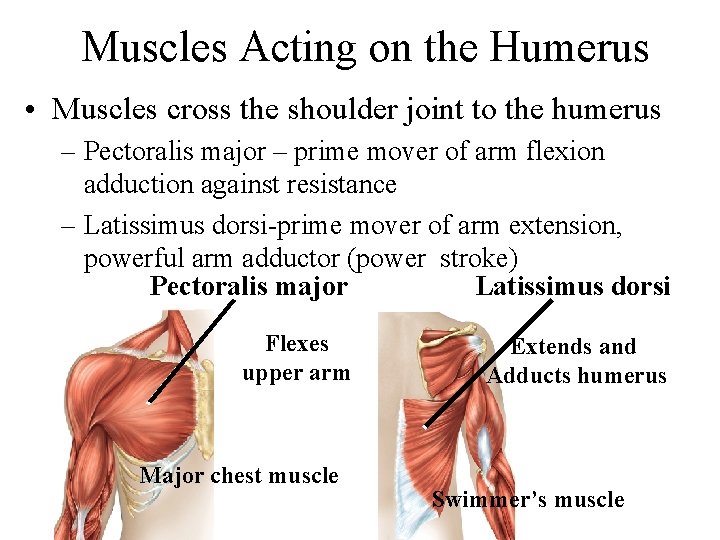 Muscles Acting on the Humerus • Muscles cross the shoulder joint to the humerus