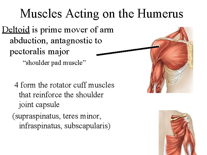 Muscles Acting on the Humerus Deltoid is prime mover of arm abduction, antagnostic to
