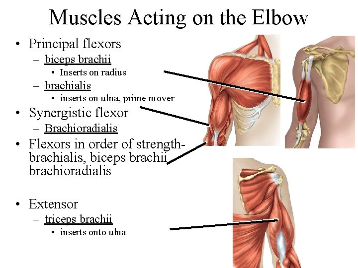Muscles Acting on the Elbow • Principal flexors – biceps brachii • Inserts on