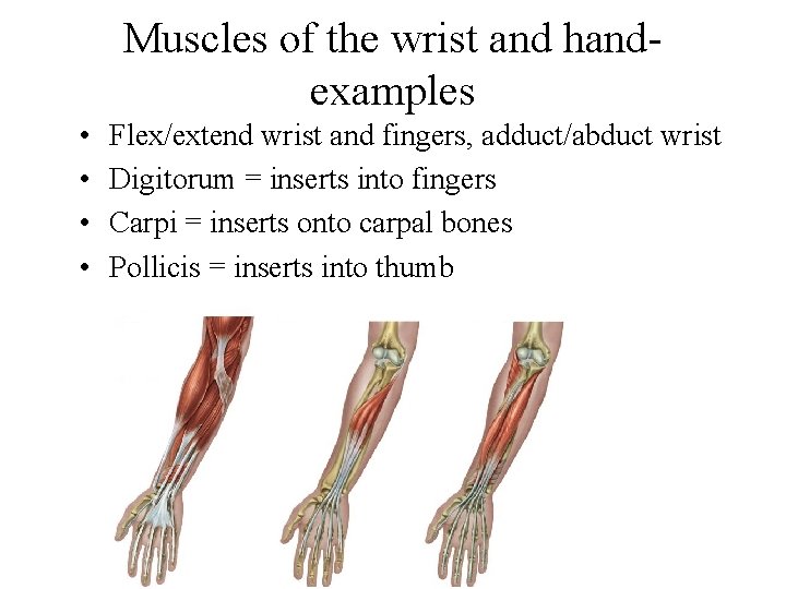 Muscles of the wrist and handexamples • • Flex/extend wrist and fingers, adduct/abduct wrist