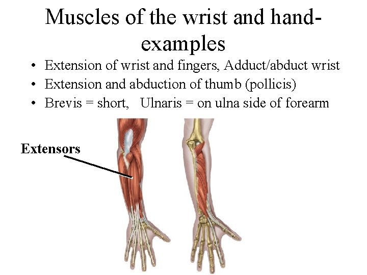 Muscles of the wrist and handexamples • Extension of wrist and fingers, Adduct/abduct wrist