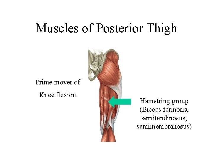 Muscles of Posterior Thigh Prime mover of Knee flexion Hamstring group (Biceps fermoris, semitendinosus,