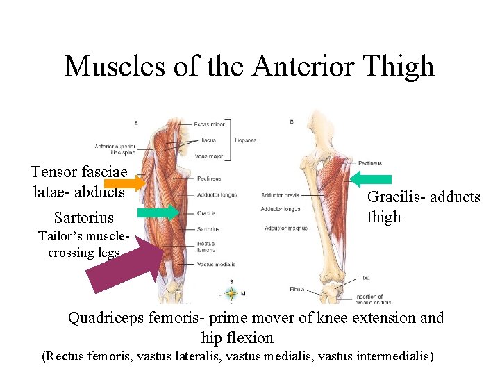 Muscles of the Anterior Thigh Tensor fasciae latae- abducts Sartorius Gracilis- adducts thigh Tailor’s