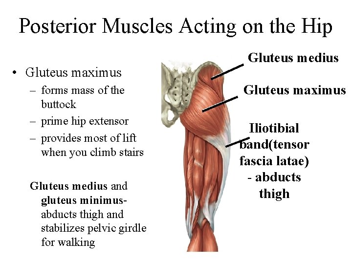 Posterior Muscles Acting on the Hip • Gluteus maximus – forms mass of the