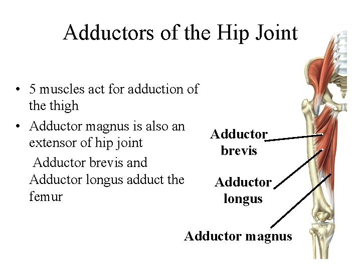 Adductors of the Hip Joint • 5 muscles act for adduction of the thigh