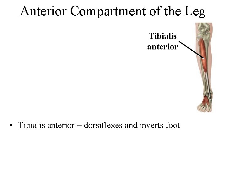 Anterior Compartment of the Leg Tibialis anterior • Tibialis anterior = dorsiflexes and inverts