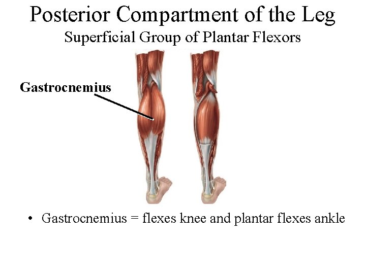 Posterior Compartment of the Leg Superficial Group of Plantar Flexors Gastrocnemius • Gastrocnemius =