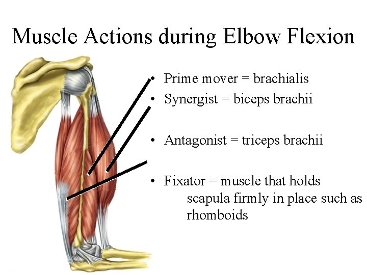 Muscle Actions during Elbow Flexion • Prime mover = brachialis • Synergist = biceps