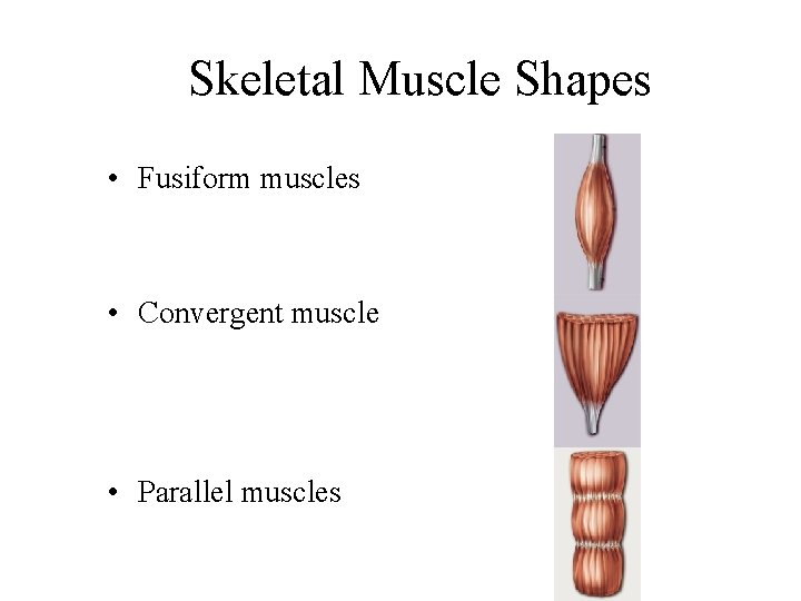 Skeletal Muscle Shapes • Fusiform muscles • Convergent muscle • Parallel muscles 
