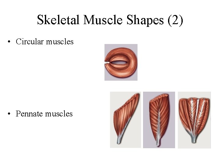 Skeletal Muscle Shapes (2) • Circular muscles • Pennate muscles 
