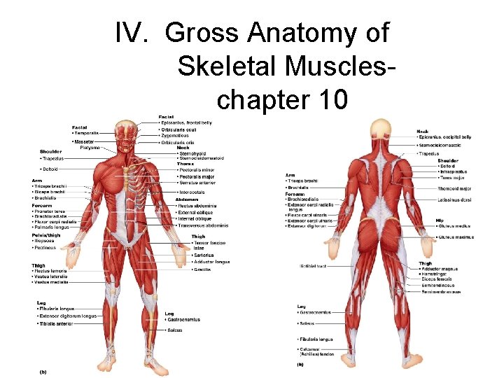 IV. Gross Anatomy of Skeletal Muscleschapter 10 