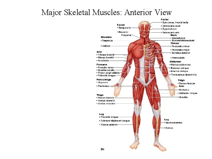 Major Skeletal Muscles: Anterior View 