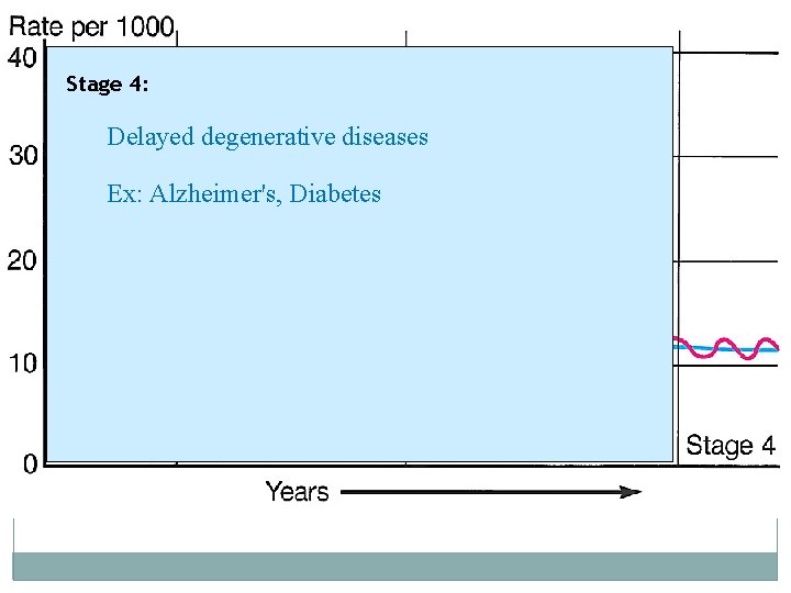 Stage 4: Delayed degenerative diseases Ex: Alzheimer's, Diabetes 