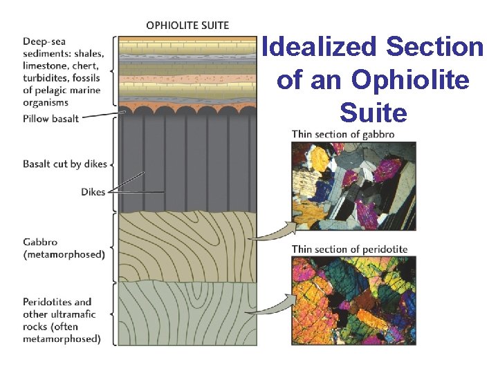 Idealized Section of an Ophiolite Suite ? 