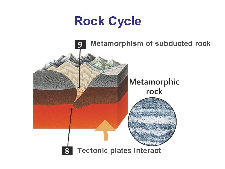 Rock Cycle Metamorphism of subducted rock Tectonic plates interact 