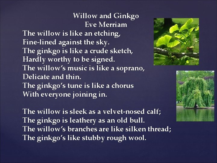 Willow and Ginkgo Eve Merriam The willow is like an etching, Fine-lined against the