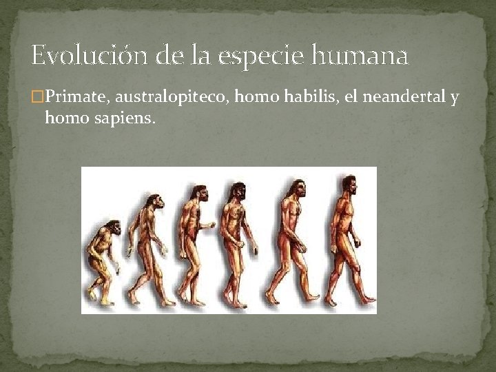 Evolución de la especie humana �Primate, australopiteco, homo habilis, el neandertal y homo sapiens.