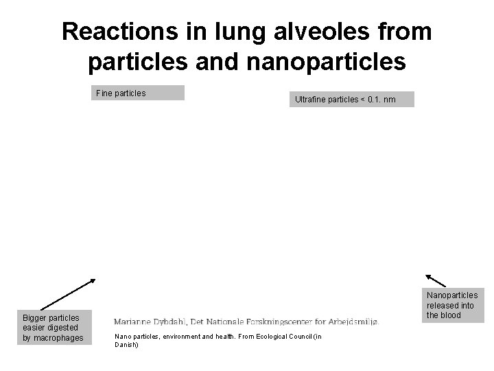 Reactions in lung alveoles from particles and nanoparticles Fine particles Bigger particles easier digested