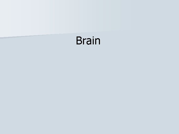 Brain 