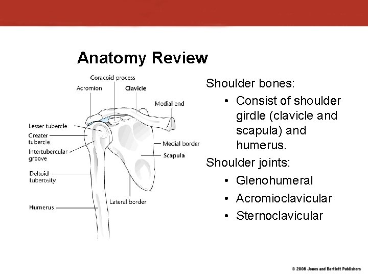 Anatomy Review Shoulder bones: • Consist of shoulder girdle (clavicle and scapula) and humerus. Anatomy Review Shoulder bones: • Consist of shoulder girdle (clavicle and scapula) and humerus.