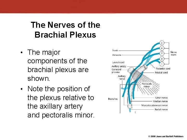 The Nerves of the Brachial Plexus • The major components of the brachial plexus The Nerves of the Brachial Plexus • The major components of the brachial plexus