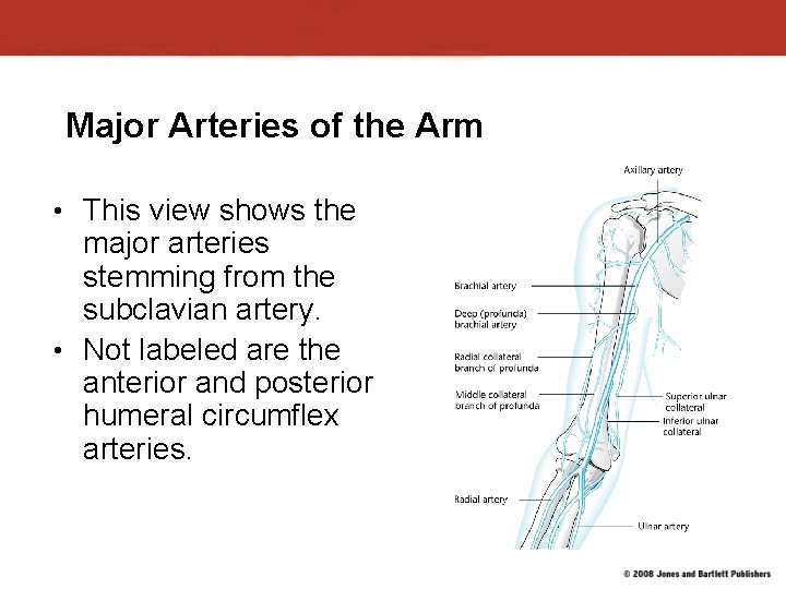 Major Arteries of the Arm • This view shows the major arteries stemming from Major Arteries of the Arm • This view shows the major arteries stemming from