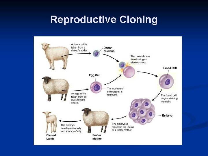 Reproductive Cloning Reproductive Cloning