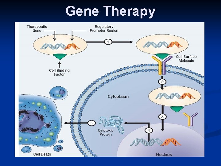 Gene Therapy 