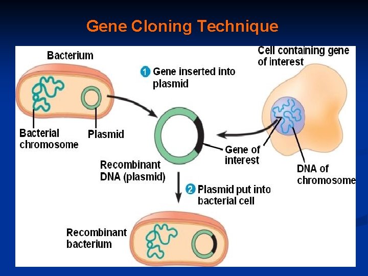 Gene Cloning Technique 