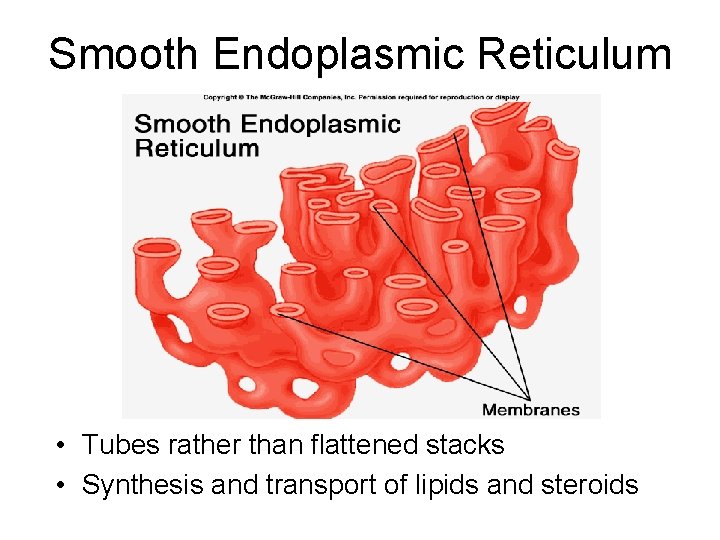 Smooth Endoplasmic Reticulum • Tubes rather than flattened stacks • Synthesis and transport of