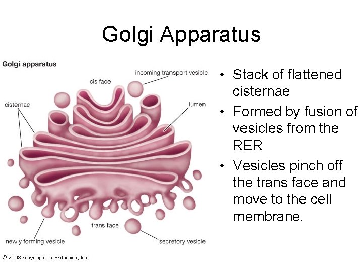 Golgi Apparatus • Stack of flattened cisternae • Formed by fusion of vesicles from