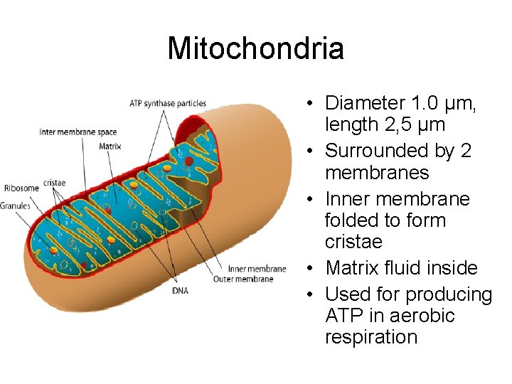 Mitochondria • Diameter 1. 0 μm, length 2, 5 μm • Surrounded by 2