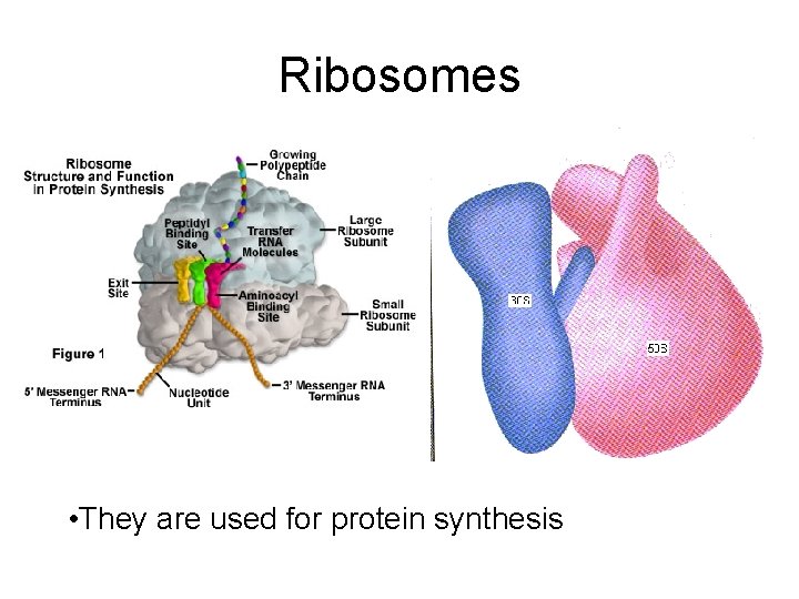 Ribosomes • They are used for protein synthesis 