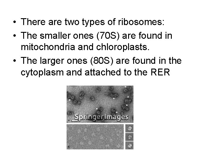  • There are two types of ribosomes: • The smaller ones (70 S)