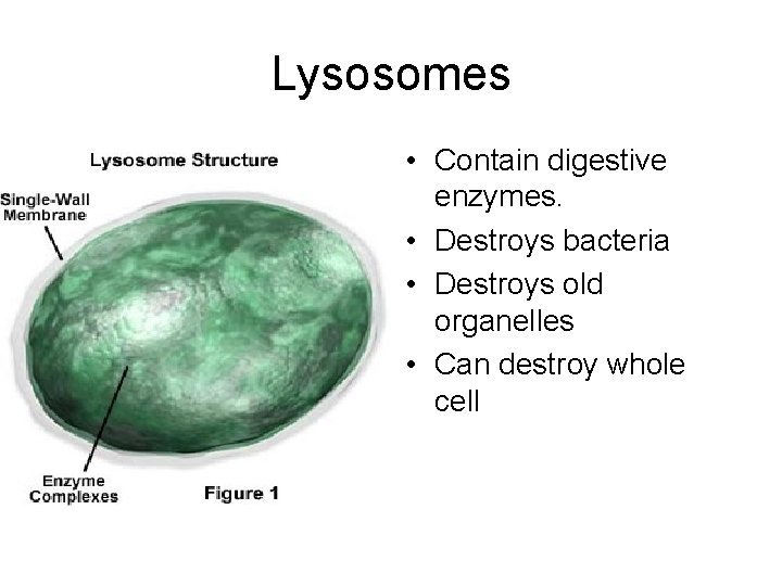 Lysosomes • Contain digestive enzymes. • Destroys bacteria • Destroys old organelles • Can